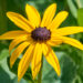 602_8934_Rudbeckia_fulgida_Goldsturm_.JPG