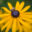 602_9194_Rudbeckia_fulgida_Goldsturm__3.JPG