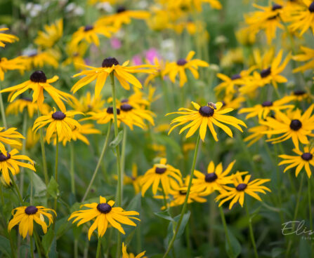 602_9195_Rudbeckia_fulgida_Goldsturm__2.JPG