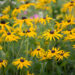 602_9195_Rudbeckia_fulgida_Goldsturm__2.JPG