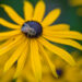 602_9196_Rudbeckia_fulgida_Goldsturm__4.JPG