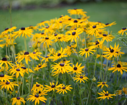 602_9197_Rudbeckia_fulgida_Goldsturm_.JPG