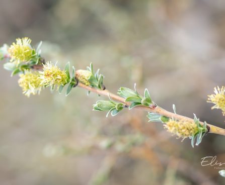 653_11002_Salix_repens__hanepaju.jpg