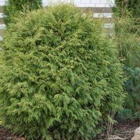 681_6484_Thuja_occidentalis_Little_Champion_.JPG