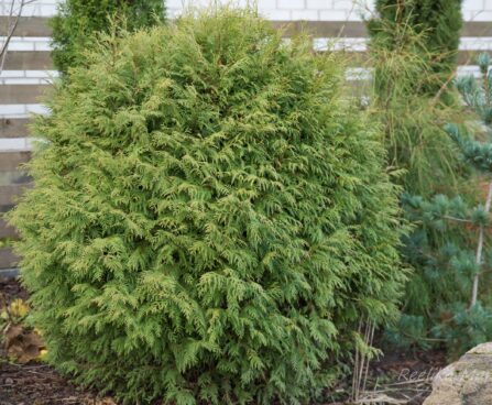 681_6484_Thuja_occidentalis_Little_Champion_.JPG