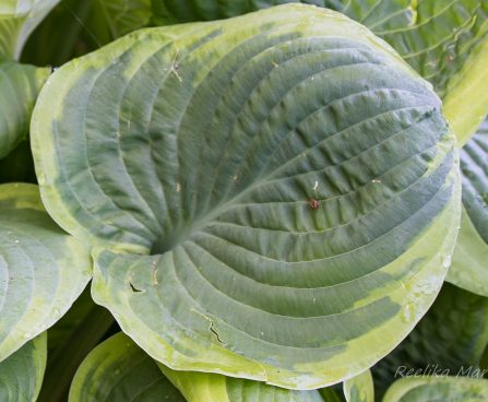 689_8724_Hosta_Abiqua_Moonbeam_3.JPG