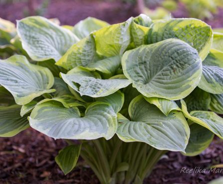 689_8725_Hosta_Abiqua_Moonbeam_2.JPG