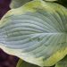 689_8726_Hosta_Abiqua_Moonbeam.JPG