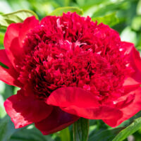Paeonia `Red Charm` pojeng