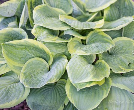 689_8727_Hosta_Abiqua_Moonbeam_4.JPG