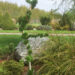 Larix decidua `Krejci` euroopa lehis (2)