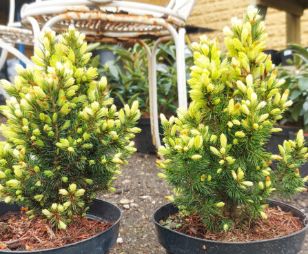 Picea glauca `Maigold` kanada kuusk