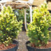 Picea glauca `Maigold` kanada kuusk