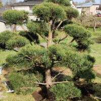 Pinus sylvestis harilik mänd bonsai