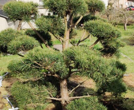 Pinus sylvestis harilik mänd bonsai