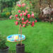 Rosa `Rosarium Uetersen`PA tüvi-roos (3)