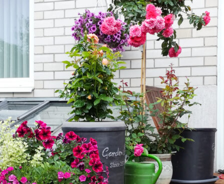 Rosa `Rosarium Uetersen`PA tüvi-roos