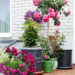 Rosa `Rosarium Uetersen`PA tüvi-roos