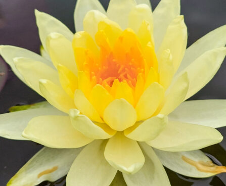 Nymphaea `Yellow Sensation` vesiroos (3)