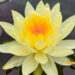 Nymphaea `Yellow Sensation` vesiroos (3)