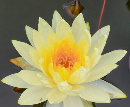 Nymphaea `Yellow Sensation` vesiroos