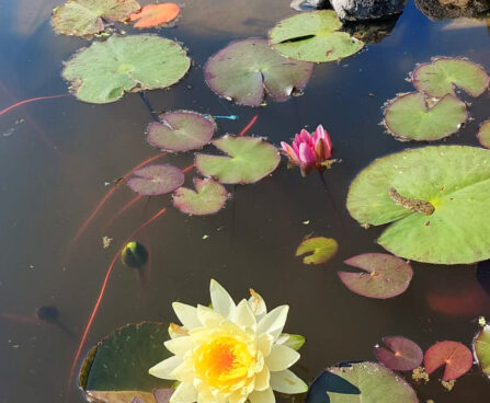 Nymphaea `Yellow Sensation` vesiroos (4)