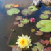 Nymphaea `Yellow Sensation` vesiroos (4)