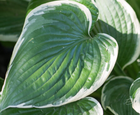 695_9293_Hosta_Francee_2.JPG