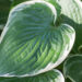 695_9293_Hosta_Francee_2.JPG