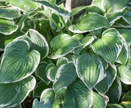 695_9294_Hosta_Francee.JPG