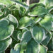 695_9294_Hosta_Francee.JPG