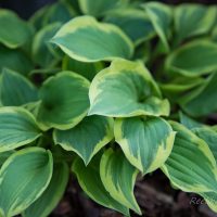 698_8425_Hosta_Golden_Tiara.JPG