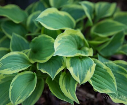 698_8425_Hosta_Golden_Tiara.JPG