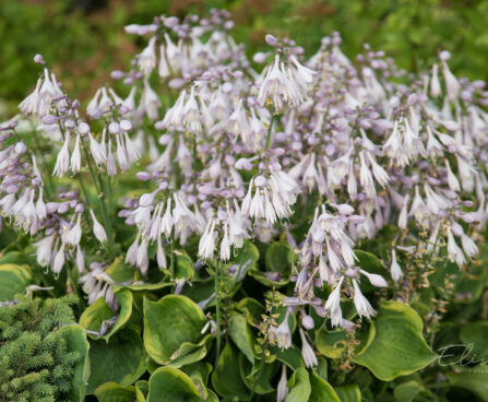 698_9005_Hosta_Golden_Tiara.JPG