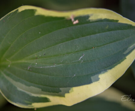 698_9309_Hosta_Golden_Tiara.JPG