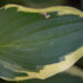 698_9309_Hosta_Golden_Tiara.JPG