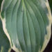 698_9310_Hosta_Golden_Tiara_2.JPG