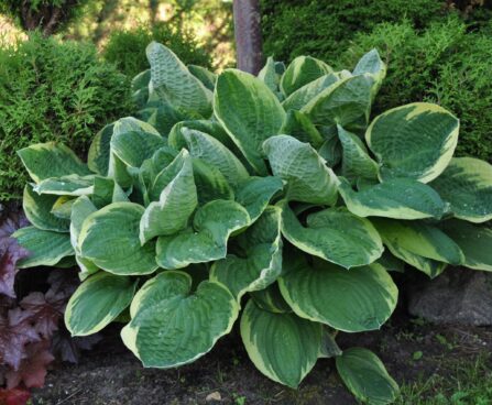 Hosta Frances Williams