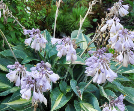 700_4376_Hosta_Paradise_Joyce.jpg