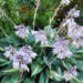 700_4376_Hosta_Paradise_Joyce.jpg