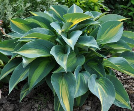 700_4377_Hosta_Paradise_Joyce.jpg