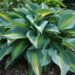 700_4377_Hosta_Paradise_Joyce.jpg