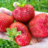 Fragaria `Asia` maasikas (2)