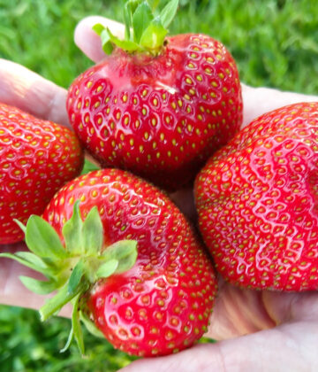 Fragaria `Asia` maasikas (2)