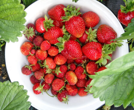 Fragaria `Asia` maasikas