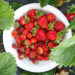 Fragaria `Asia` maasikas