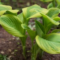 701_8460_Hosta_Fragrant_Bouquet.JPG