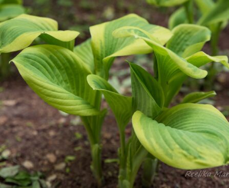 701_8460_Hosta_Fragrant_Bouquet.JPG