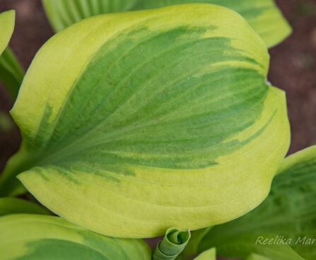 701_8461_Hosta_Fragrant_Bouquet_3.JPG