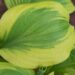 701_8461_Hosta_Fragrant_Bouquet_3.JPG